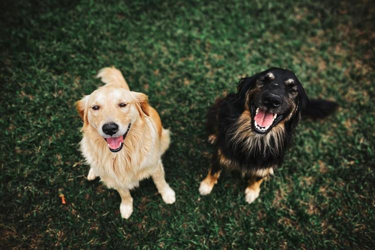 Pets Are the New Kids – How the Pet Business Thrives in Recent&nbsp;Years